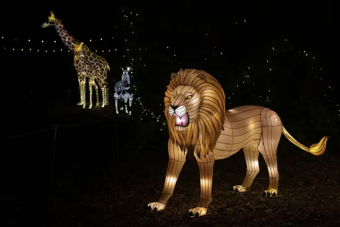 Illuminated animals from the African plain at the Bronx Zoo